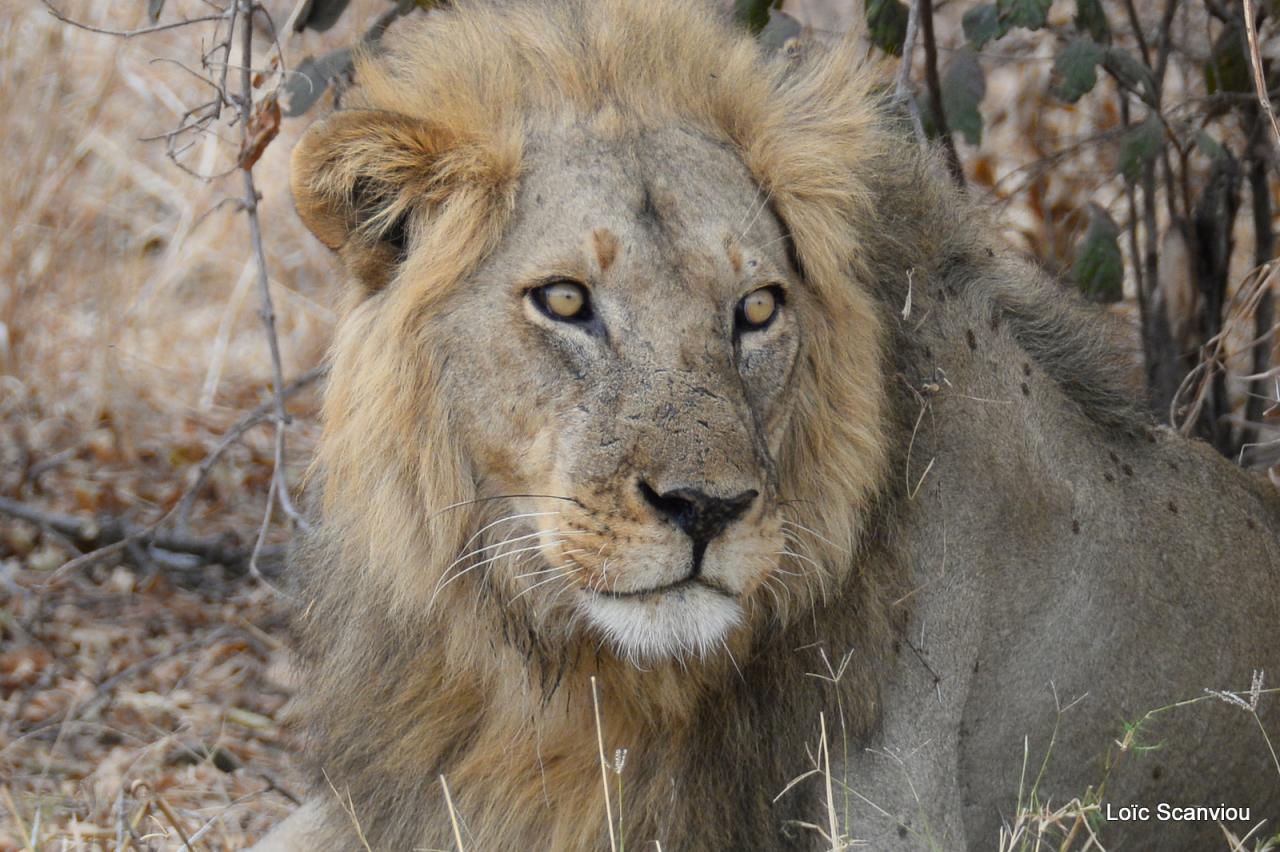 Lion (30)