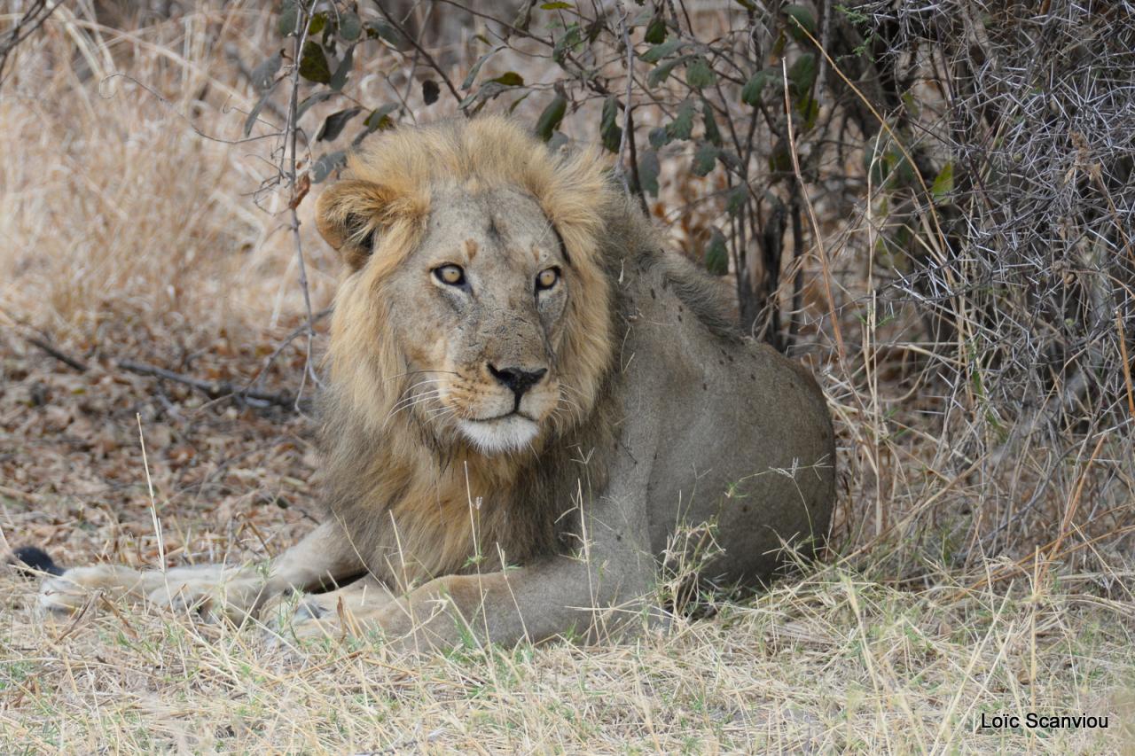 Lion (31)