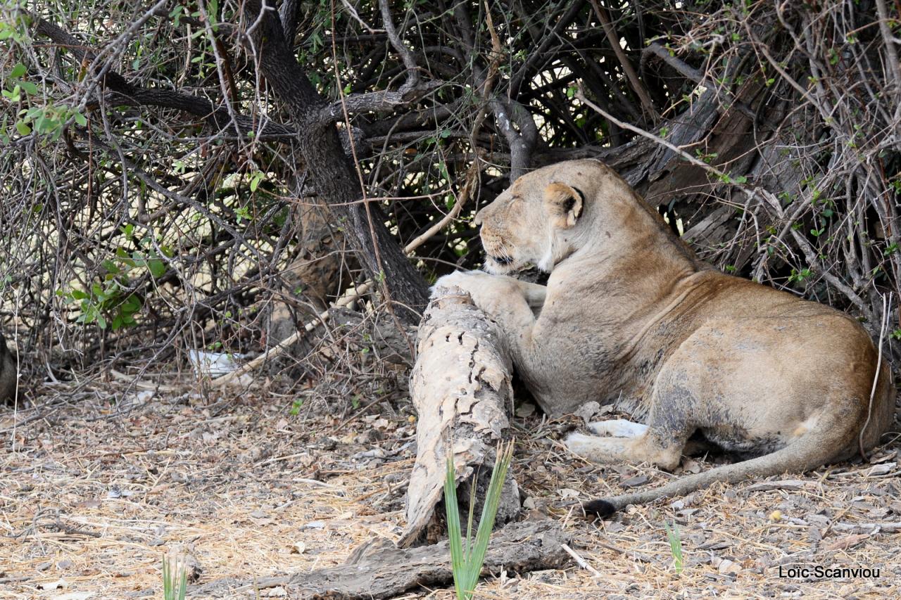 Lion (33)