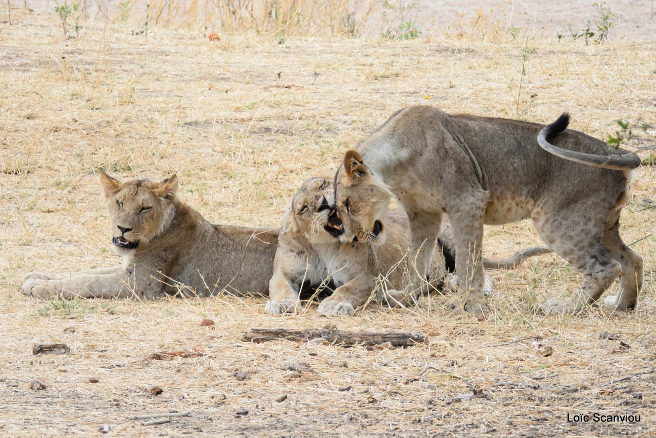 Lion (34)