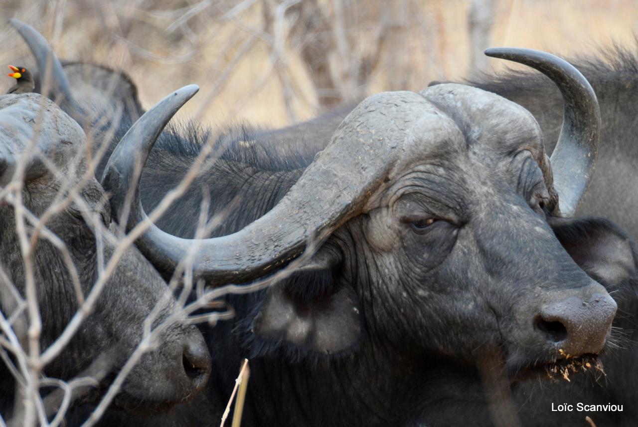 Buffle du Cap/Cape Buffalo (1)