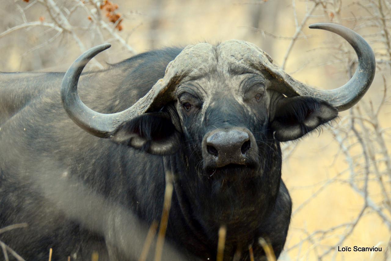 Buffle du Cap/Cape Buffalo (2)