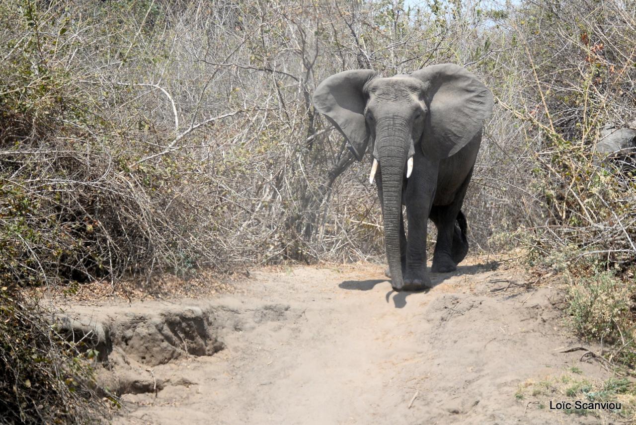 Eléphant (31)