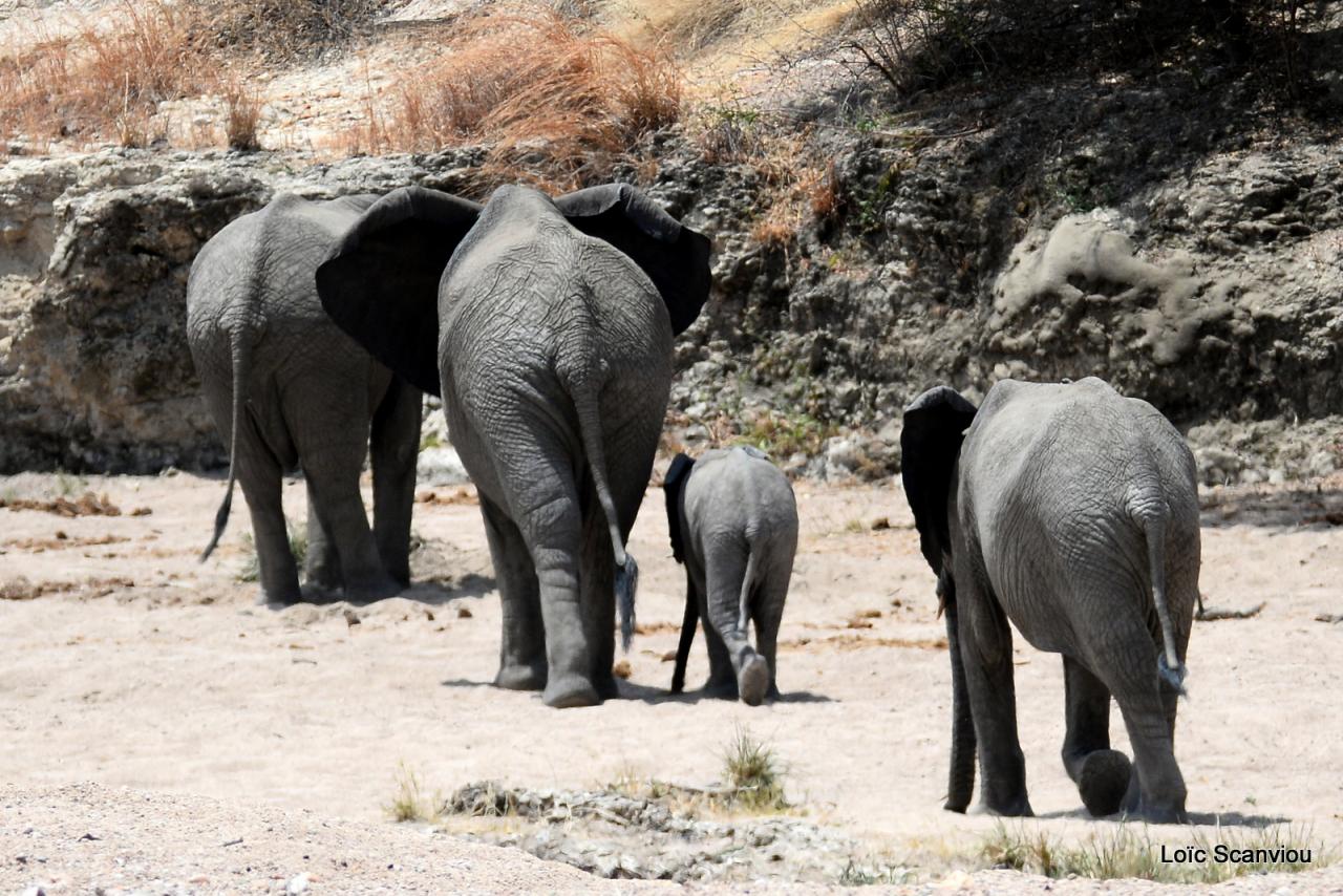 Eléphant (33)
