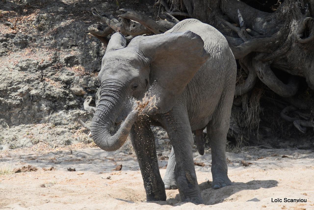 Eléphant (36)