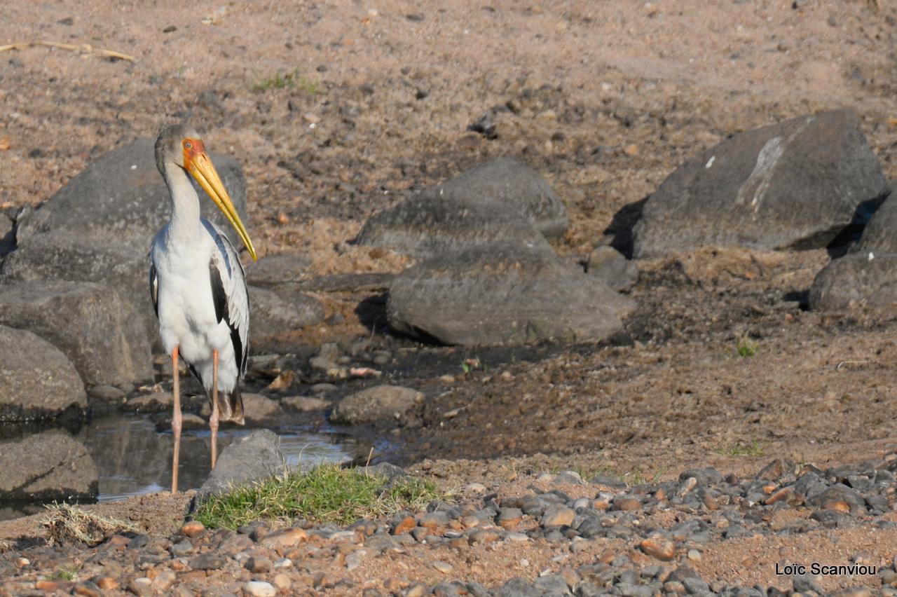 Tantale ibis/Yellow-billed Stork (1)