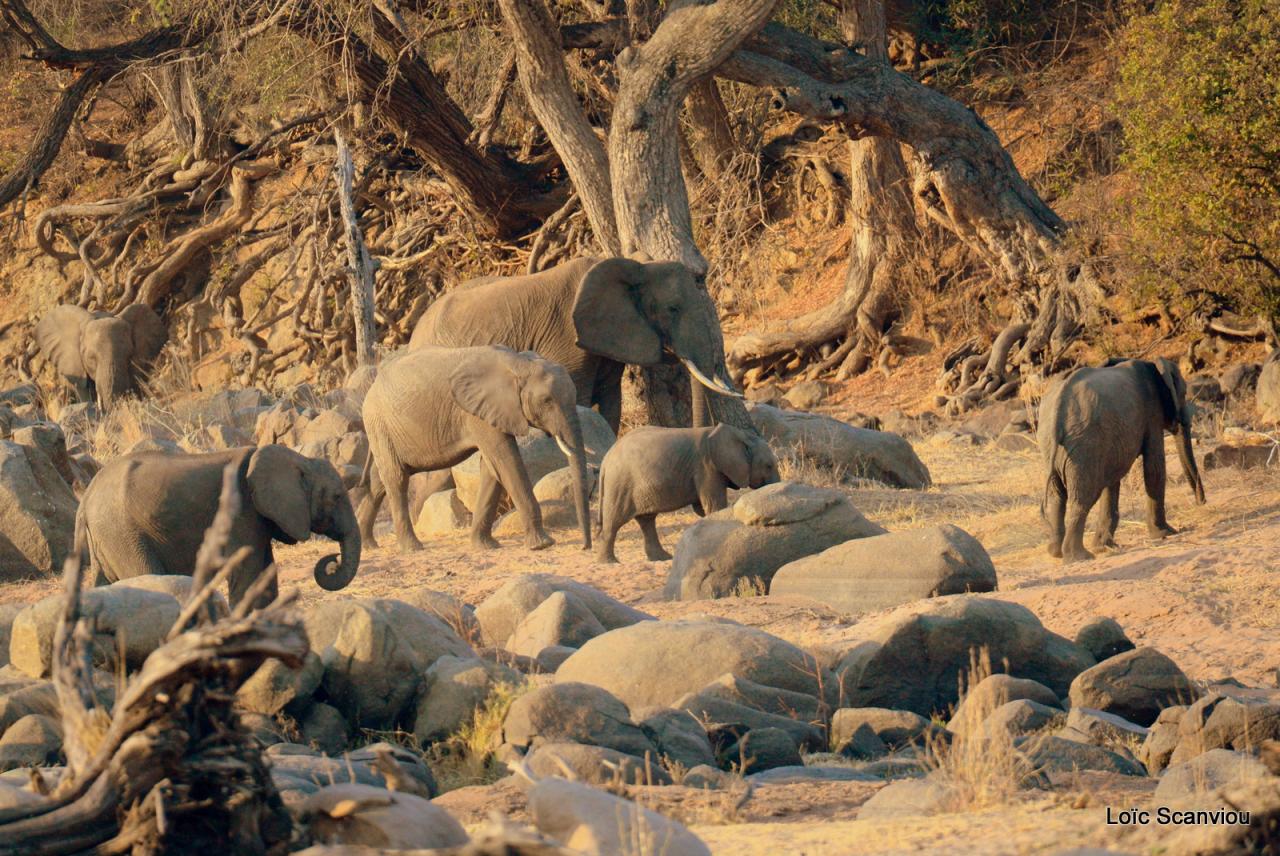 Elephant (96)