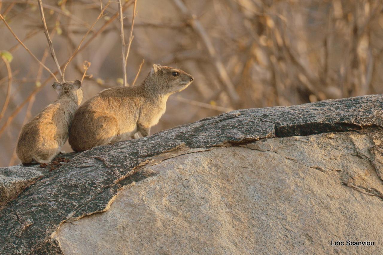 Daman/Hyrax (2)