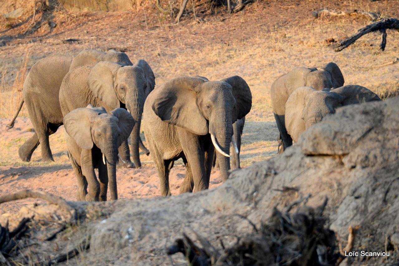 Elephant (97)