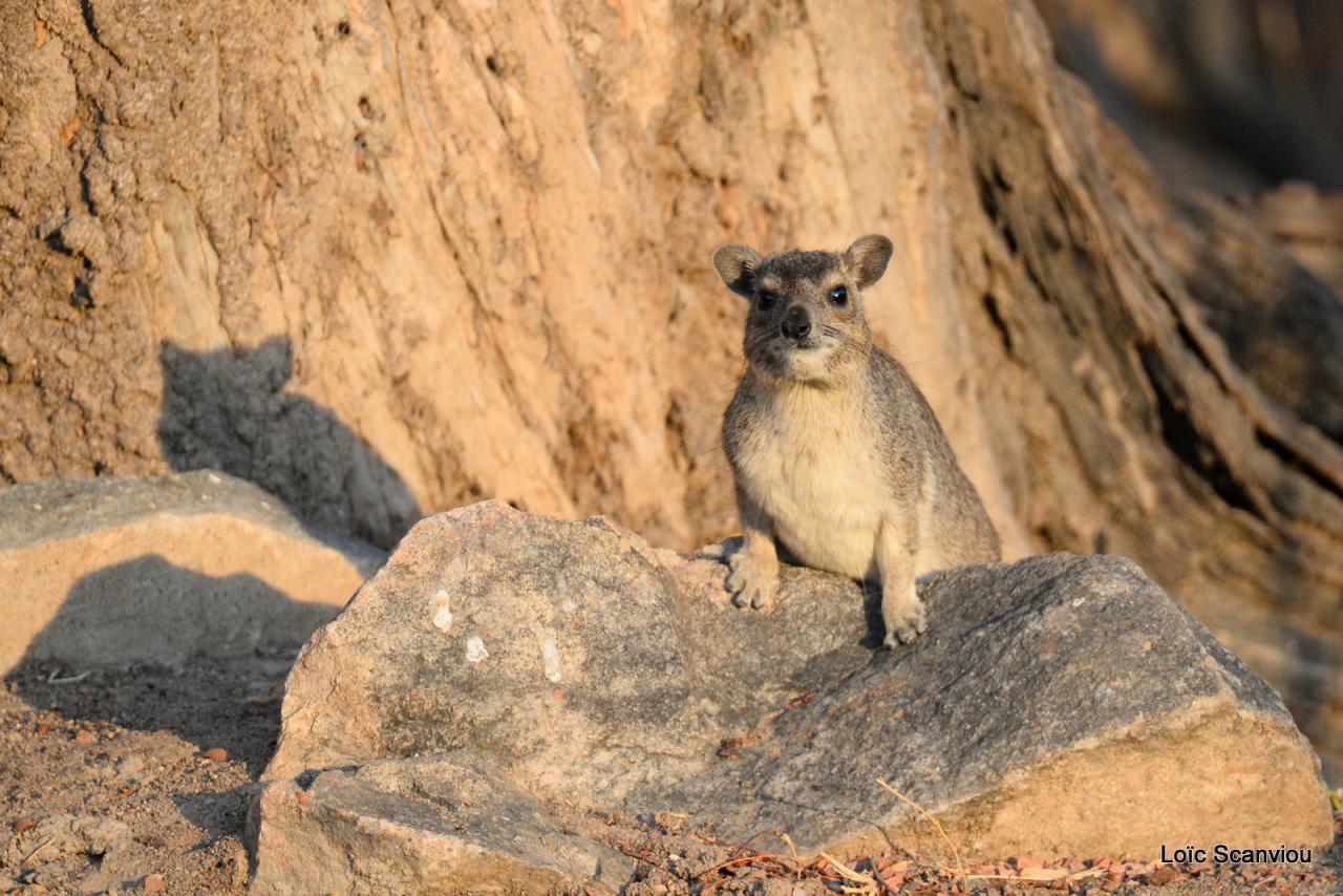 Daman/Hyrax (3)