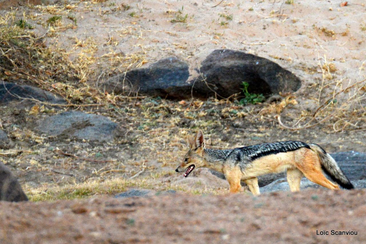 Chacal à chabraque/Blak-backed Jackal (1)
