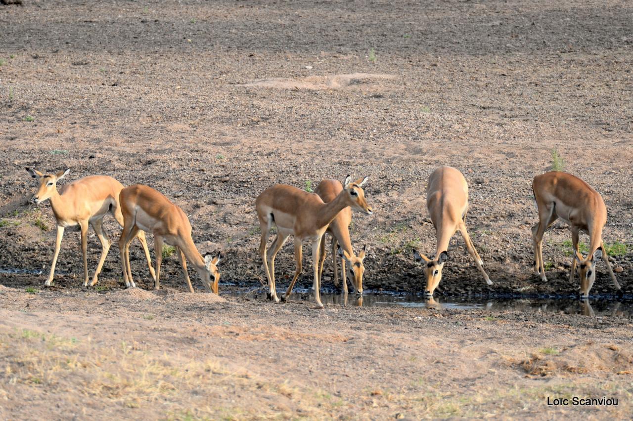 Impala (6)