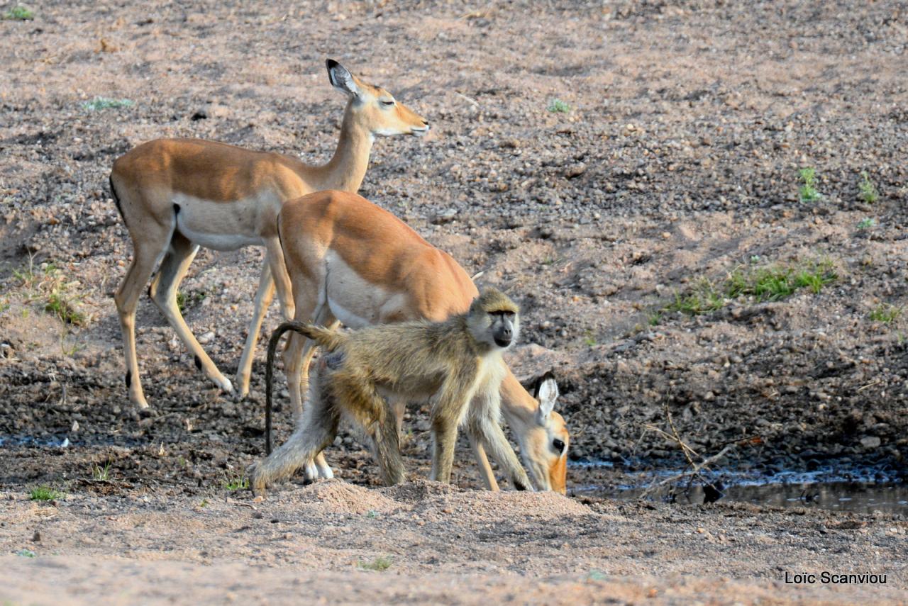 Impala (7)