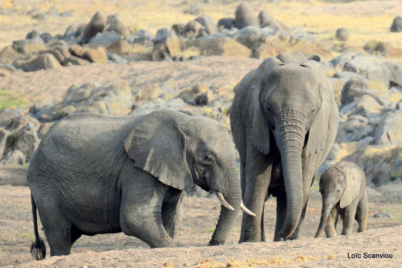 Eléphant (38)
