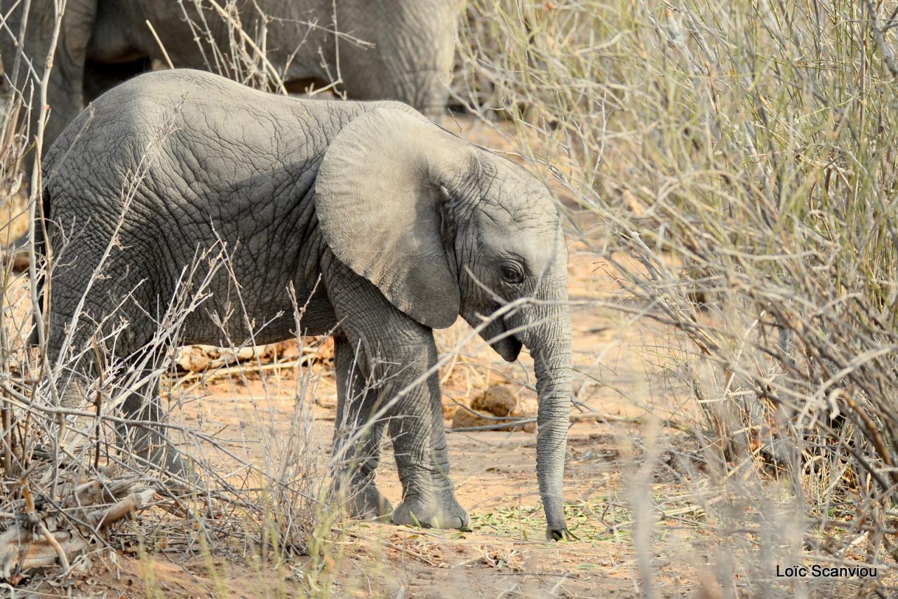 Eléphant (39)