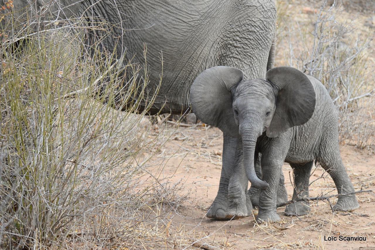 Eléphant (40)