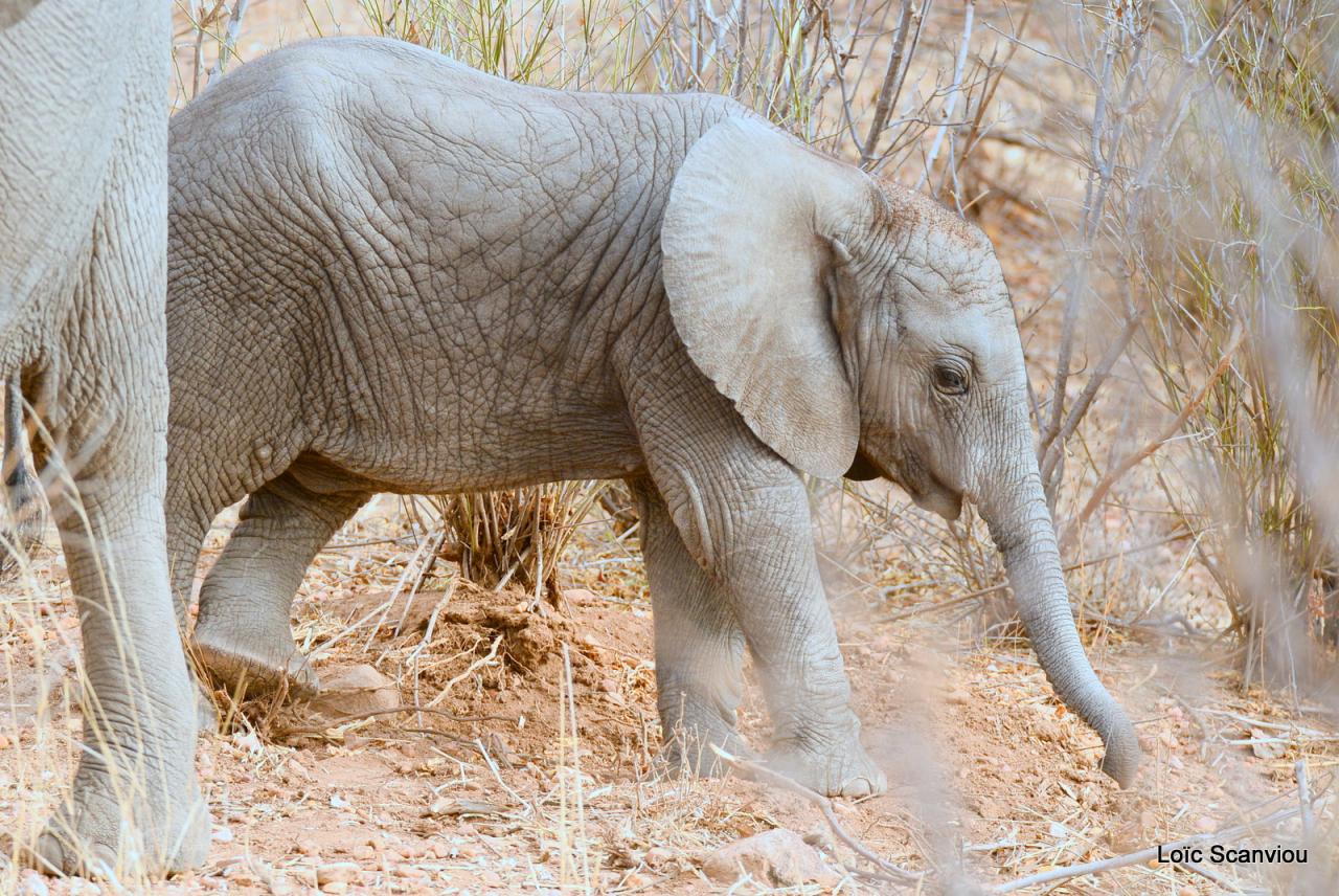 Eléphant (41)