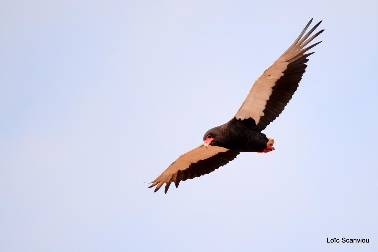 Aigle bateleur/Bateleur Eagle (1)