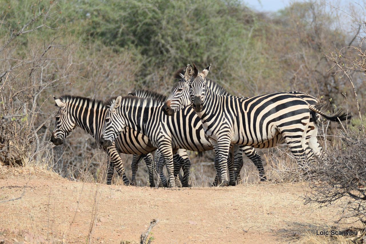 Zèbre/Zebra (4)