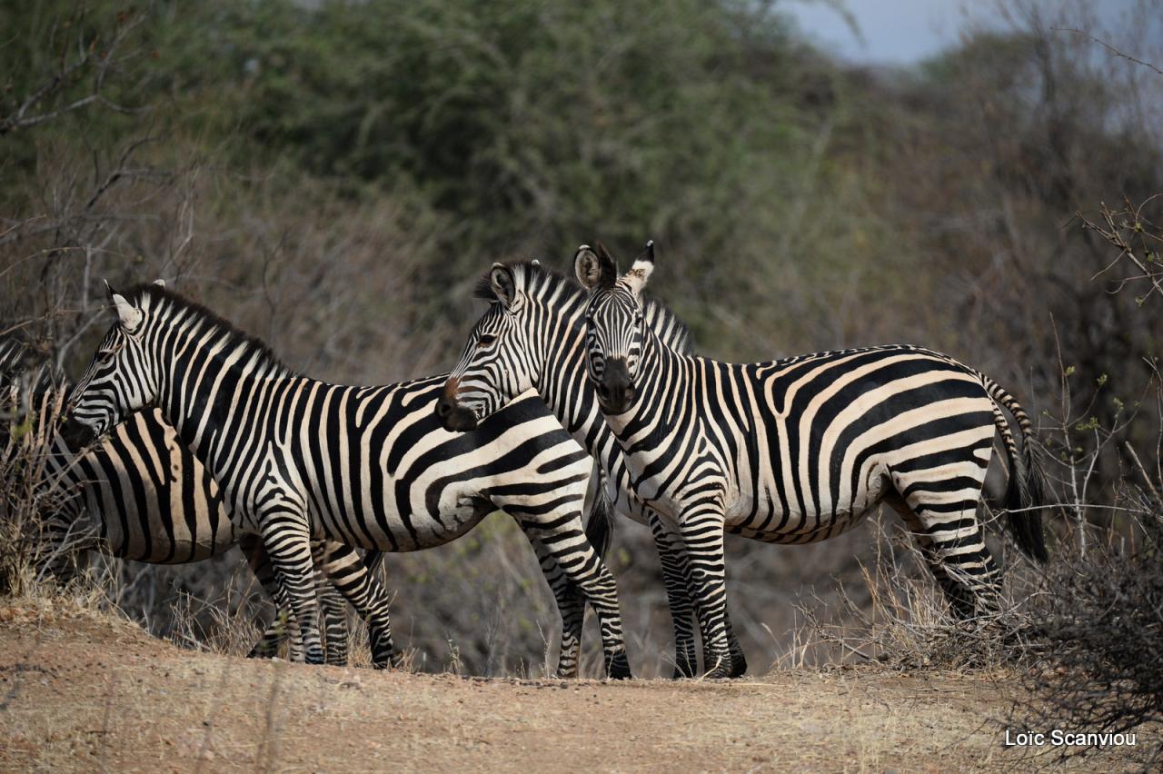 Zèbre/Zebra (5)