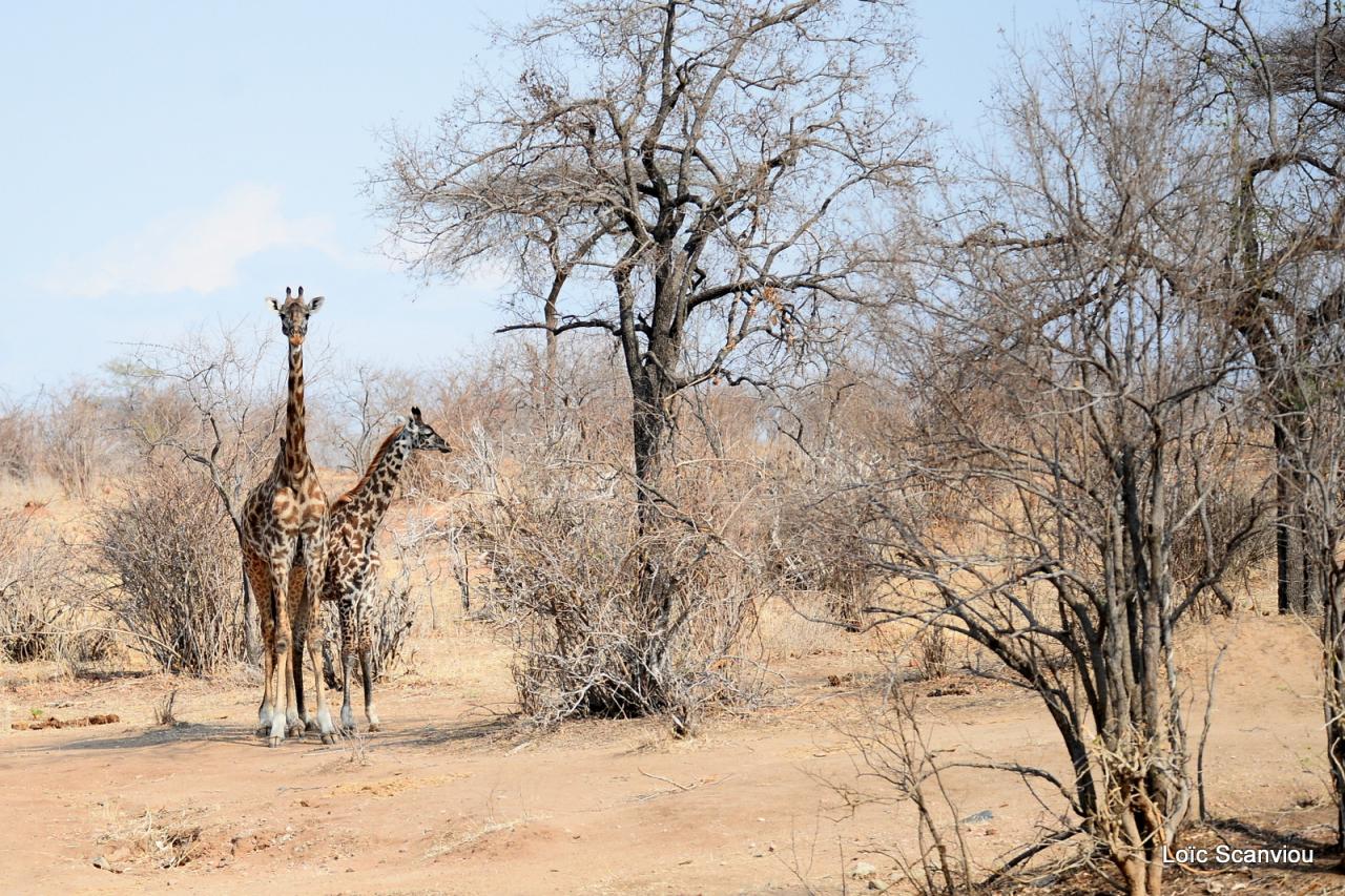 Girafe/Giraffe (10)