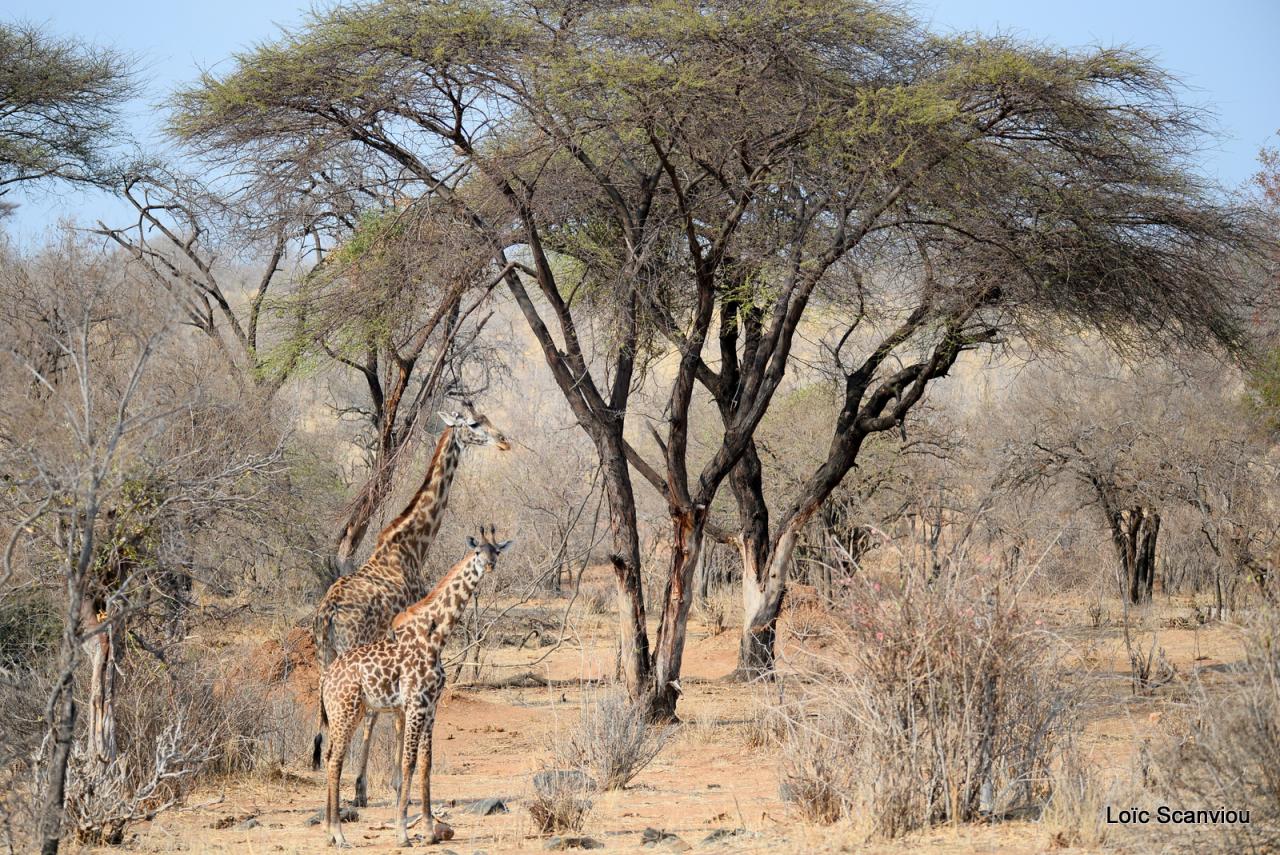 Girafe/Giraffe (11)