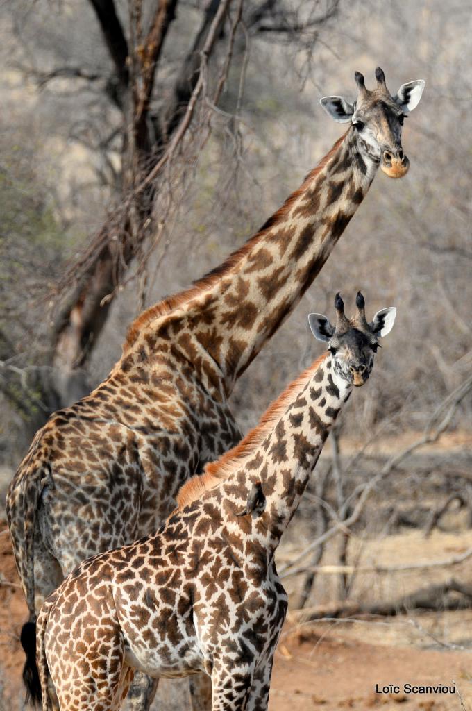 Girafe/Giraffe (12)