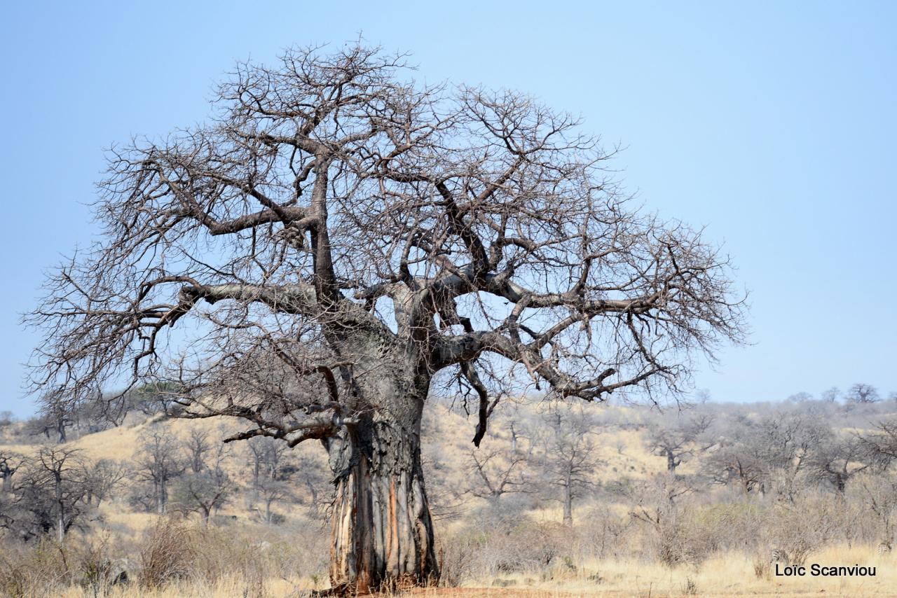 Baobab/Baobab Tree (7)