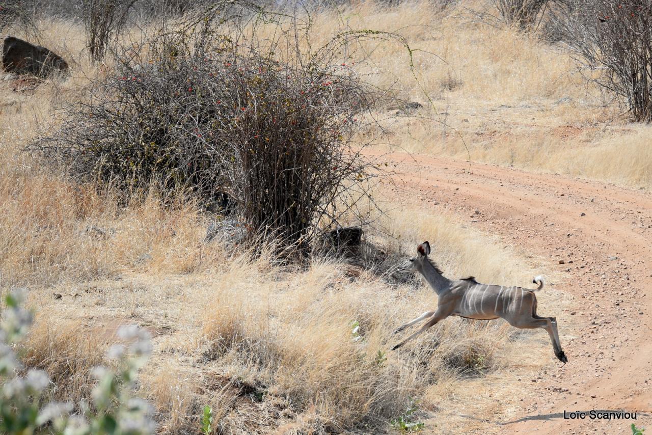 Koudou/Kudu (4)