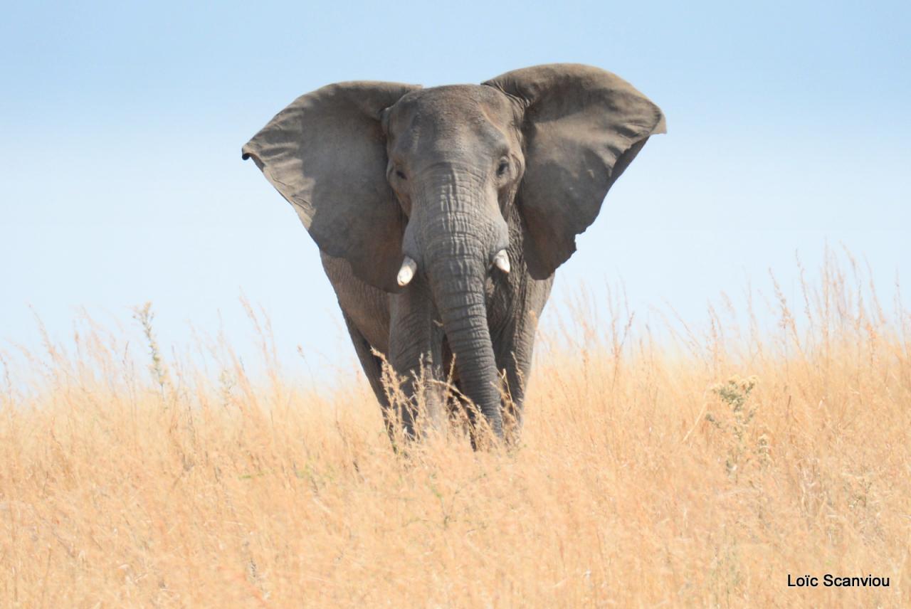 Eléphant (42)