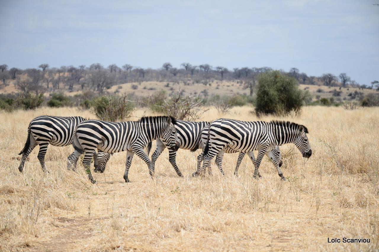 Zèbre/Zebra (12)