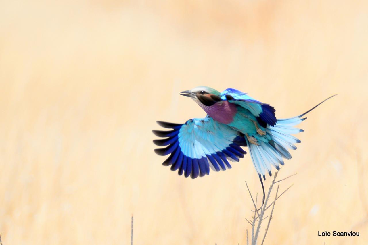 Rollier à longs brins/Lilac-breasted Roller (1)