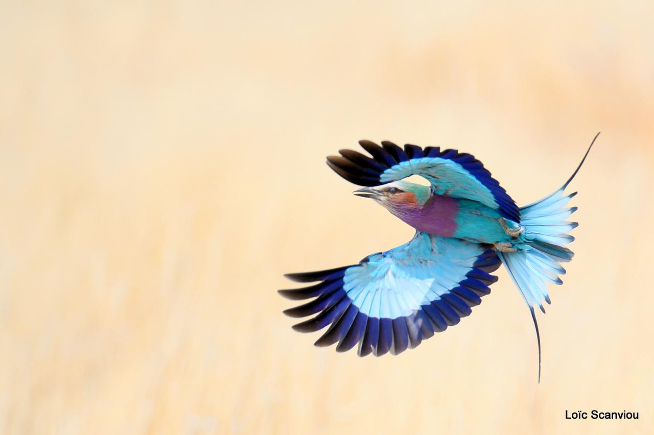 Rollier à longs brins/Lilac-breasted Roller (2)