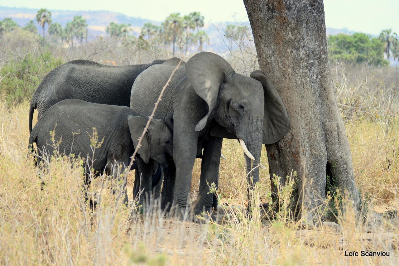 Eléphant (44)