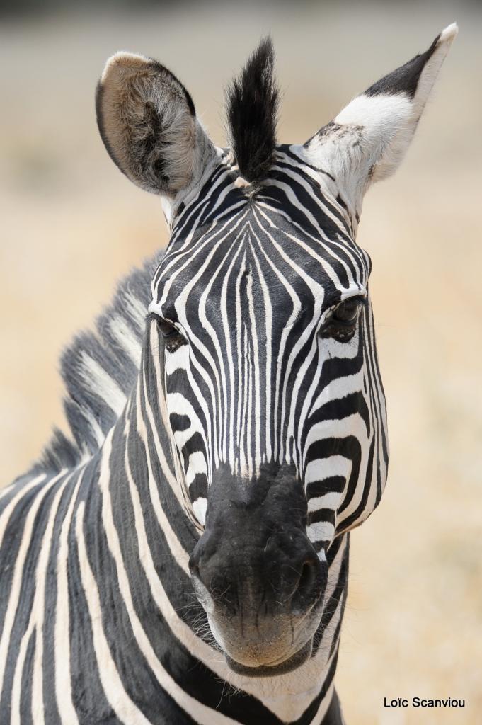 Zèbre/Zebra (6)