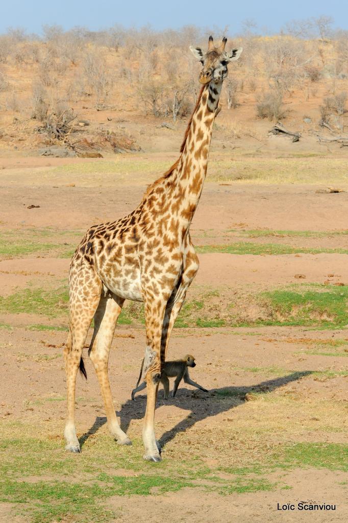 Girafe/Giraffe (13)