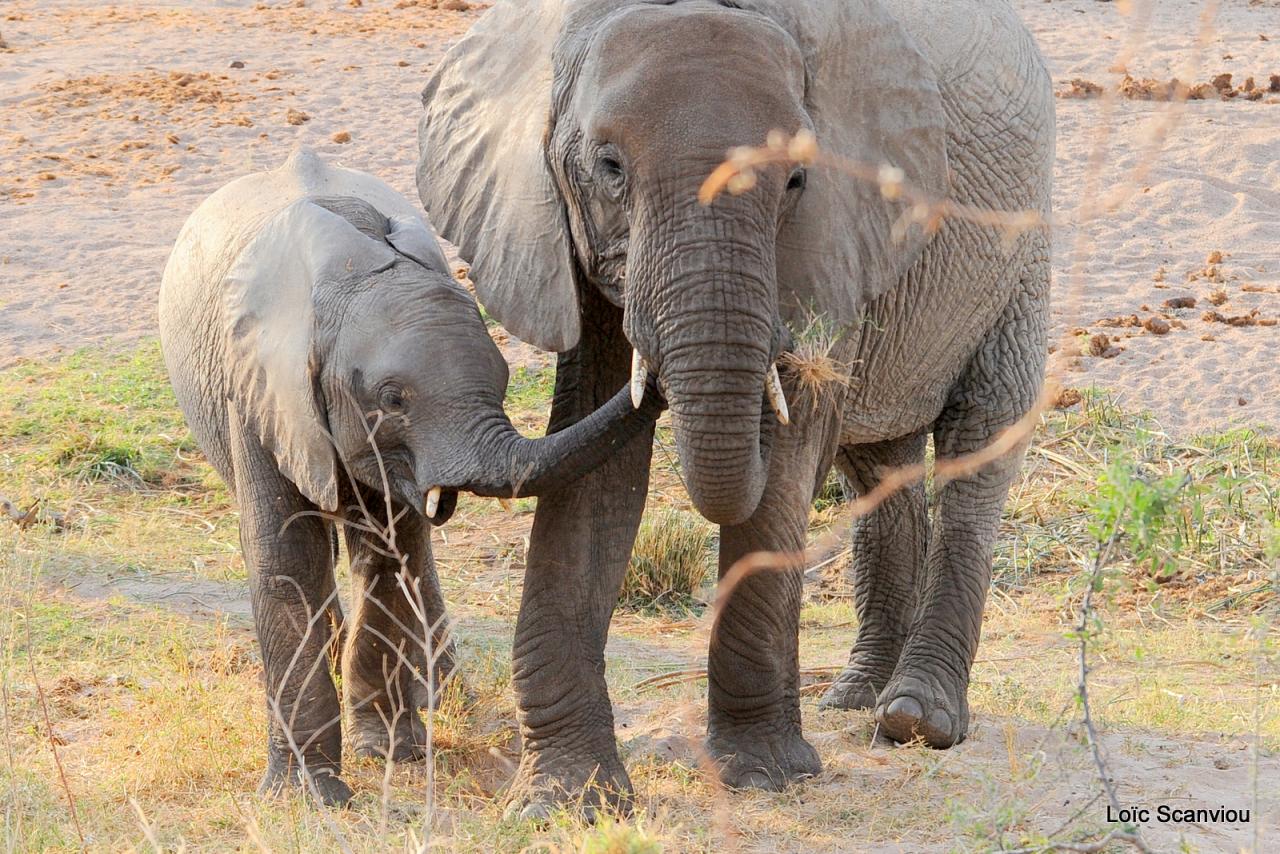 Eléphant (46)