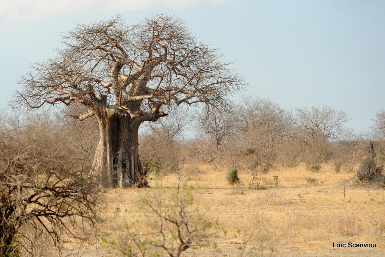Ruaha 