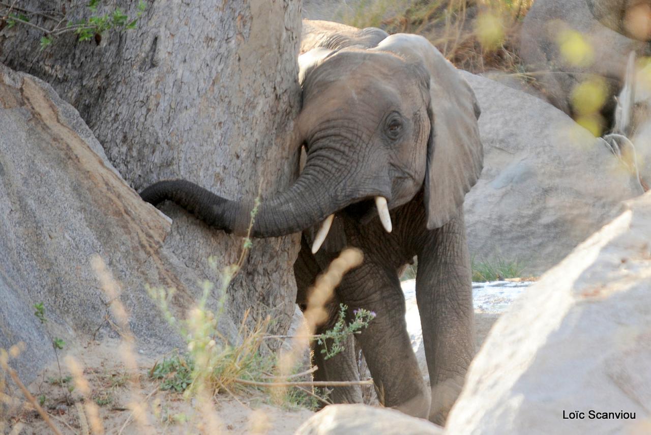Eléphant (47)