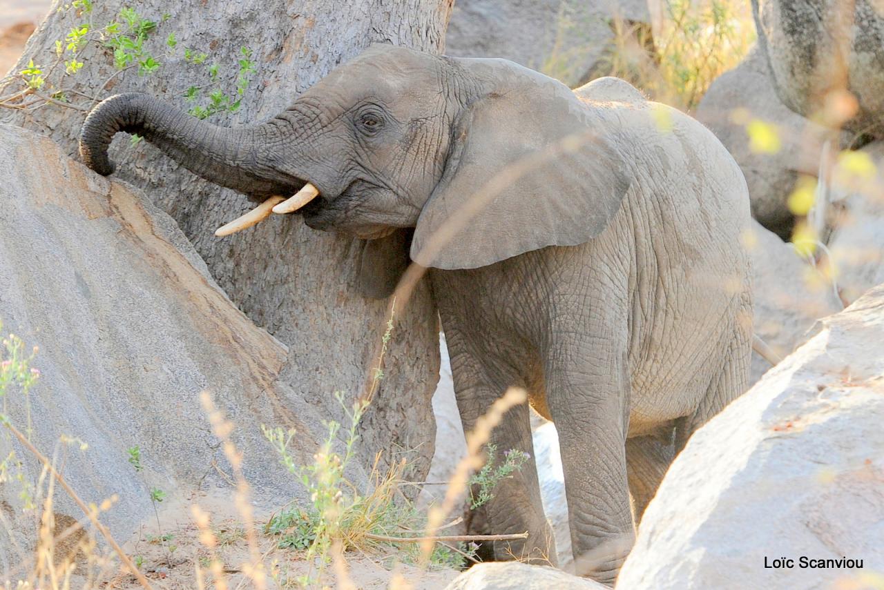 Eléphant (48)