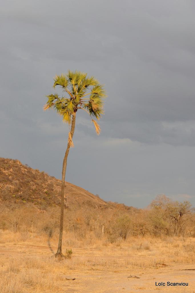 Ruaha (6)