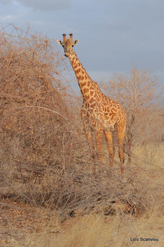 Girafe/Giraffe (14)