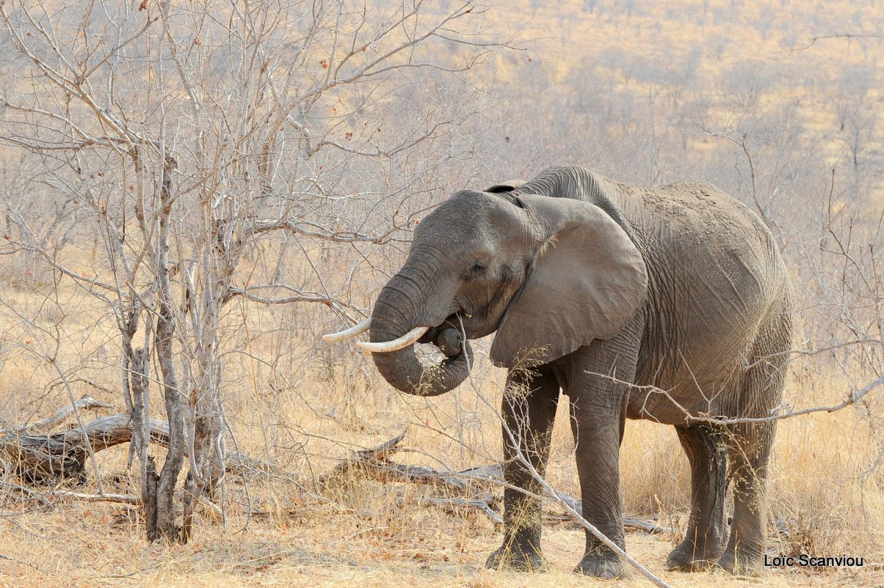 Eléphant (50)