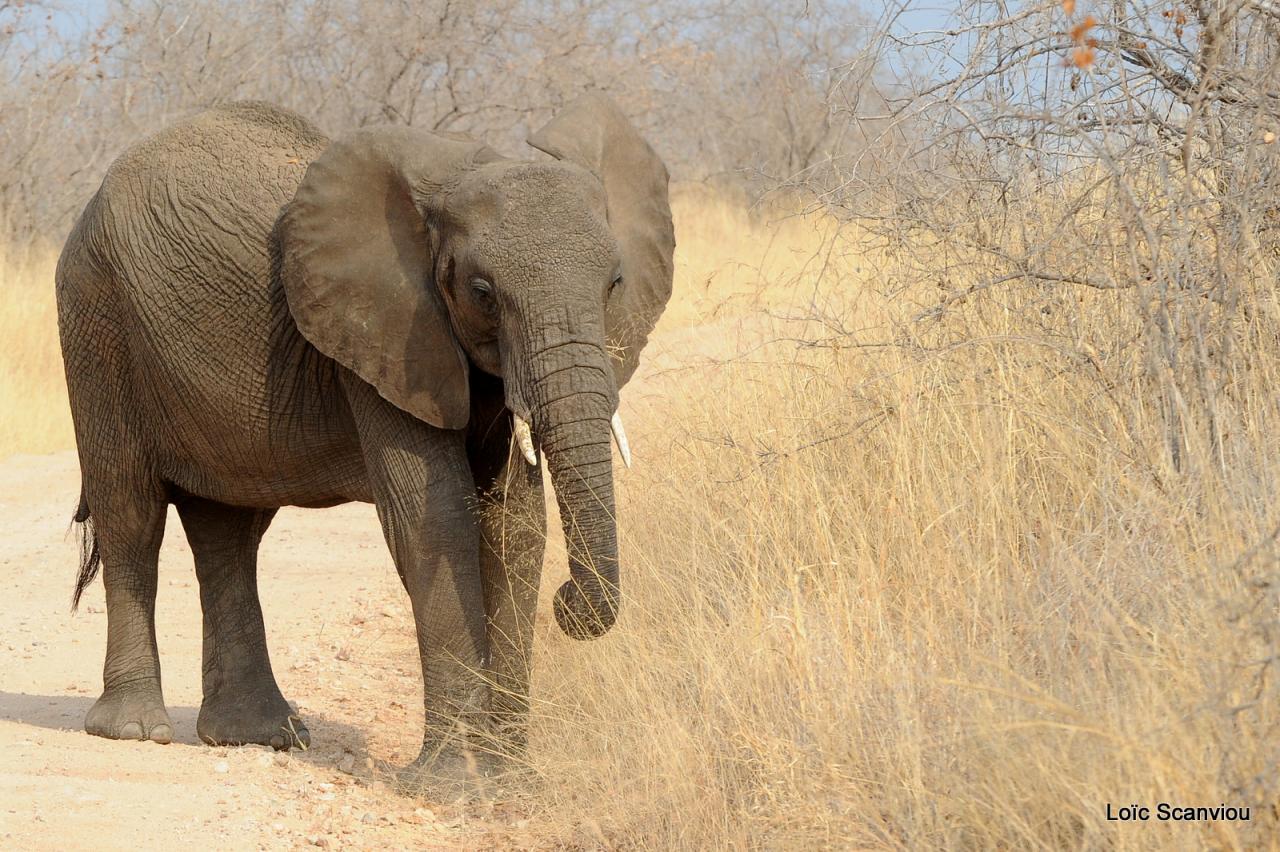 Eléphant (51)