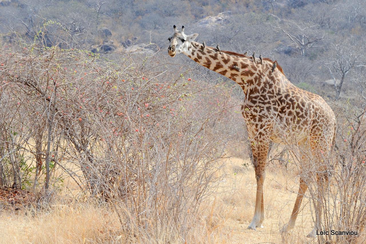 Girafe/Giraffe (15)