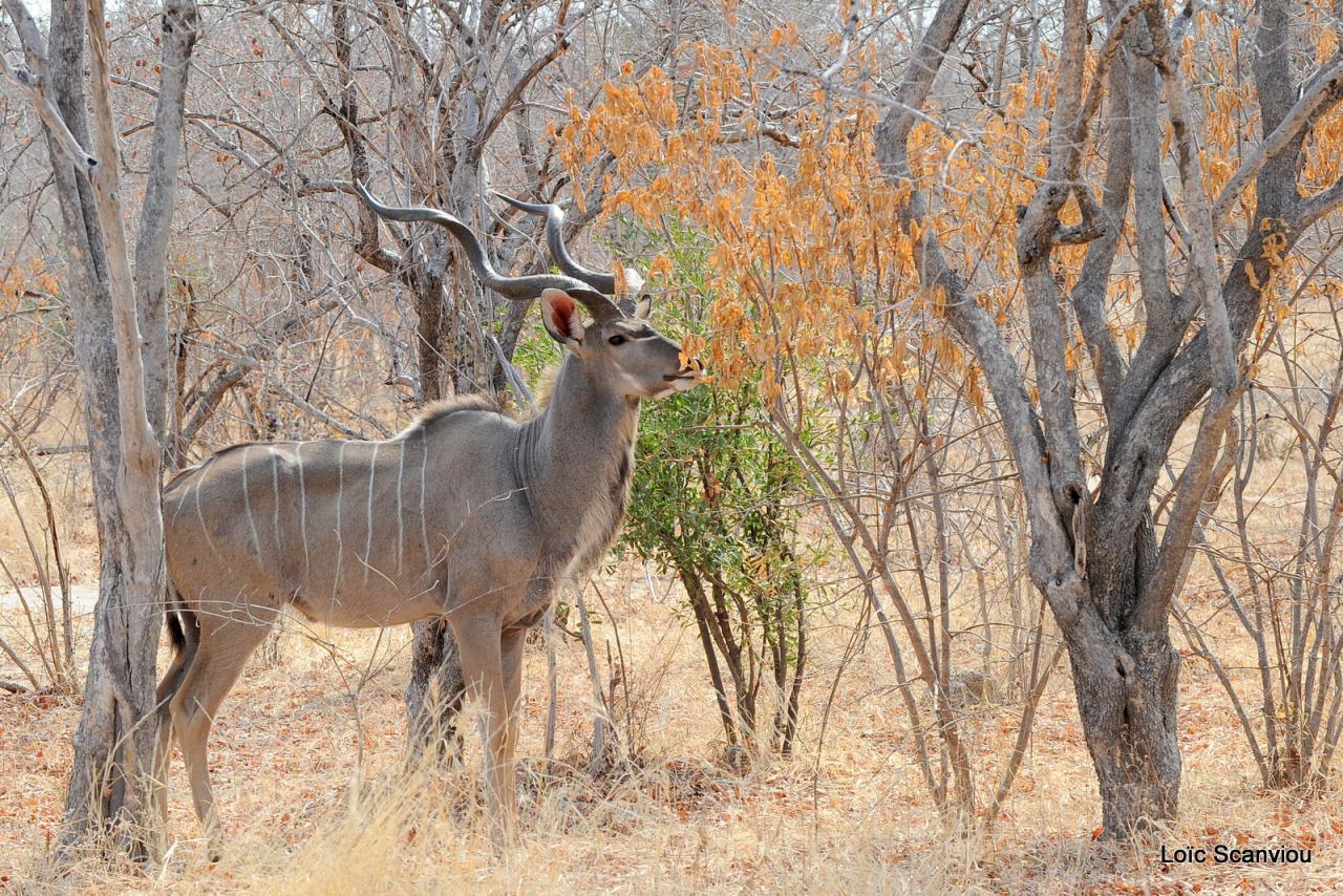 Koudou/Kudu (5)