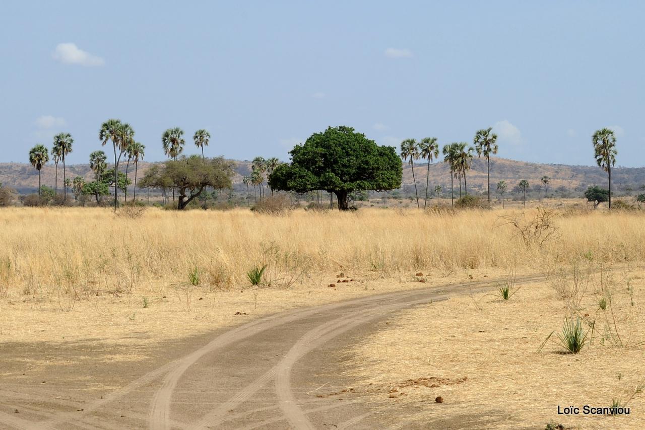 Ruaha (7)