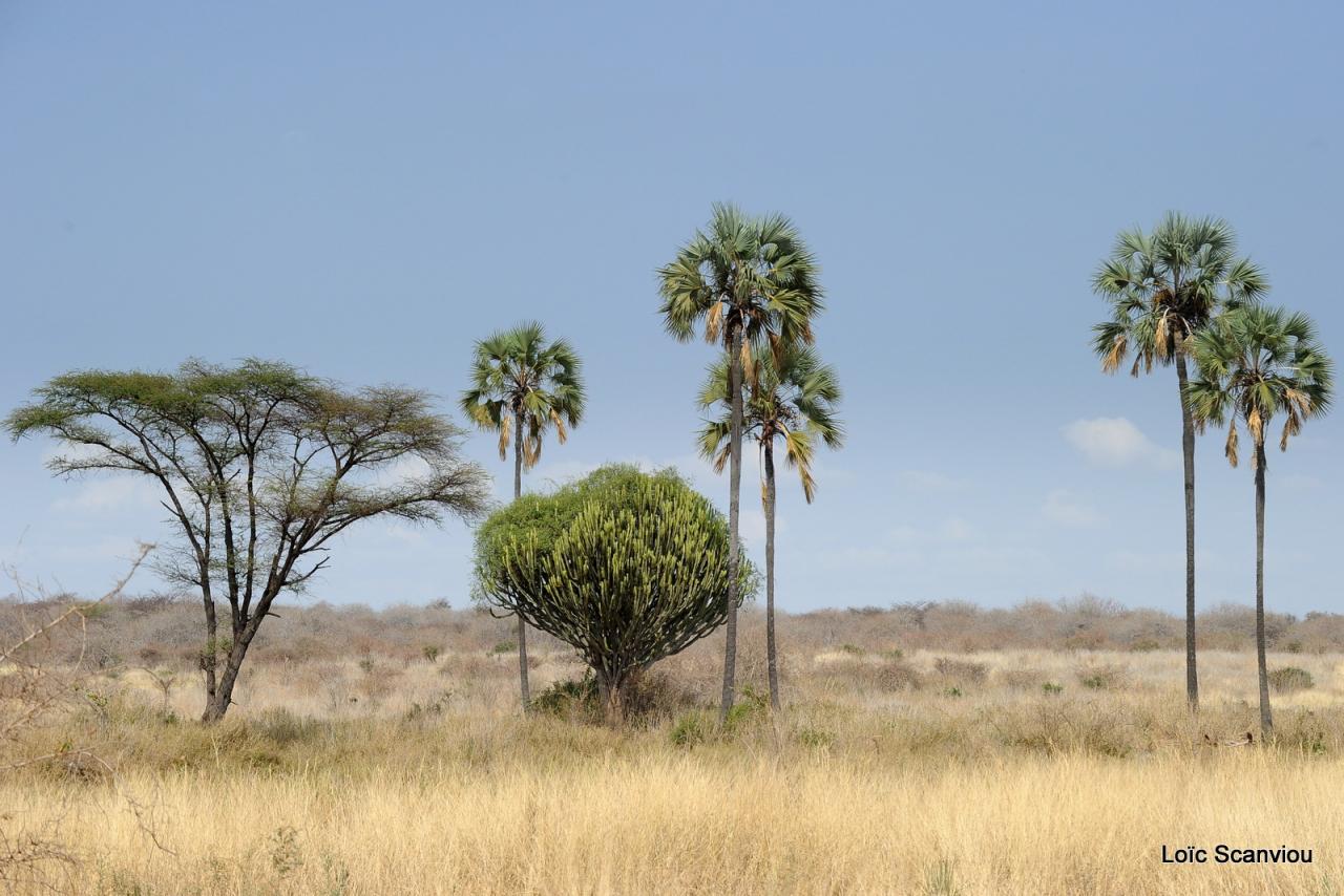 Ruaha (8)
