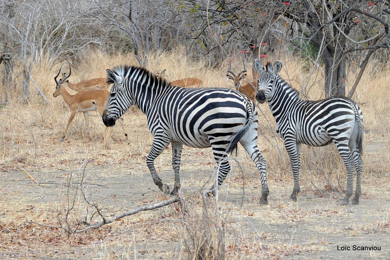 Zèbre/Zebra (7)
