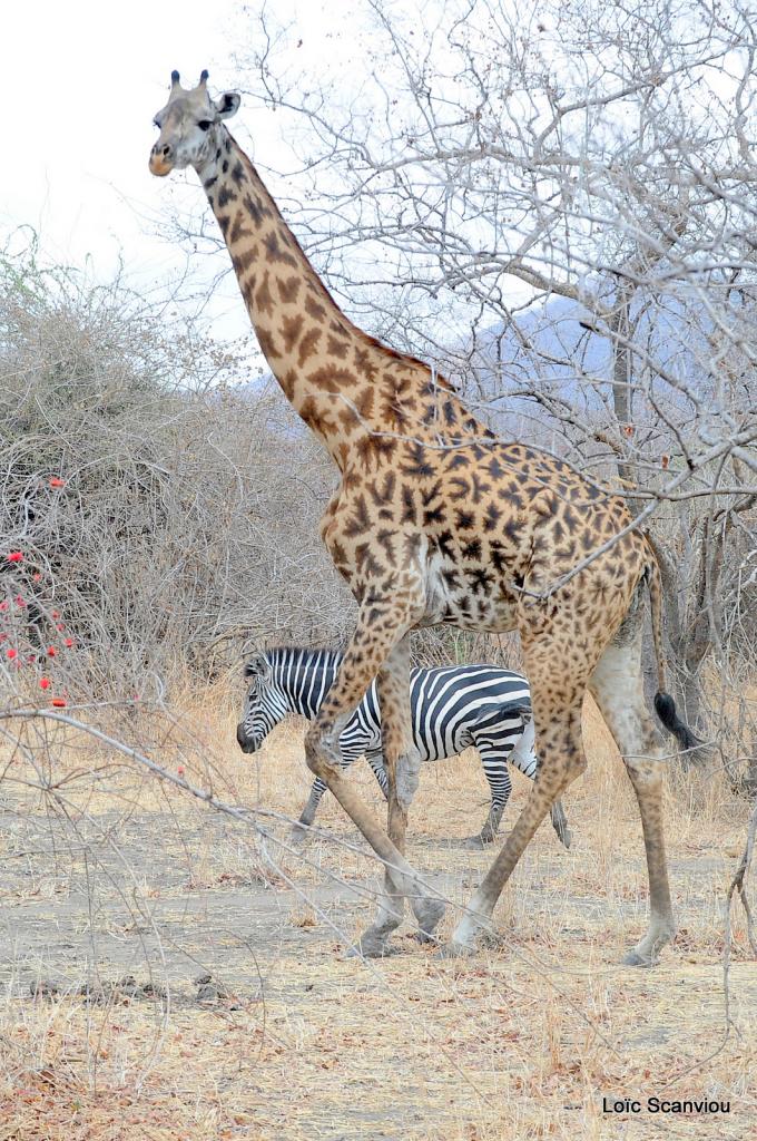 Girafe et zèbre